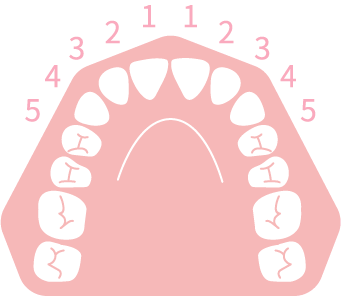 上顎5本